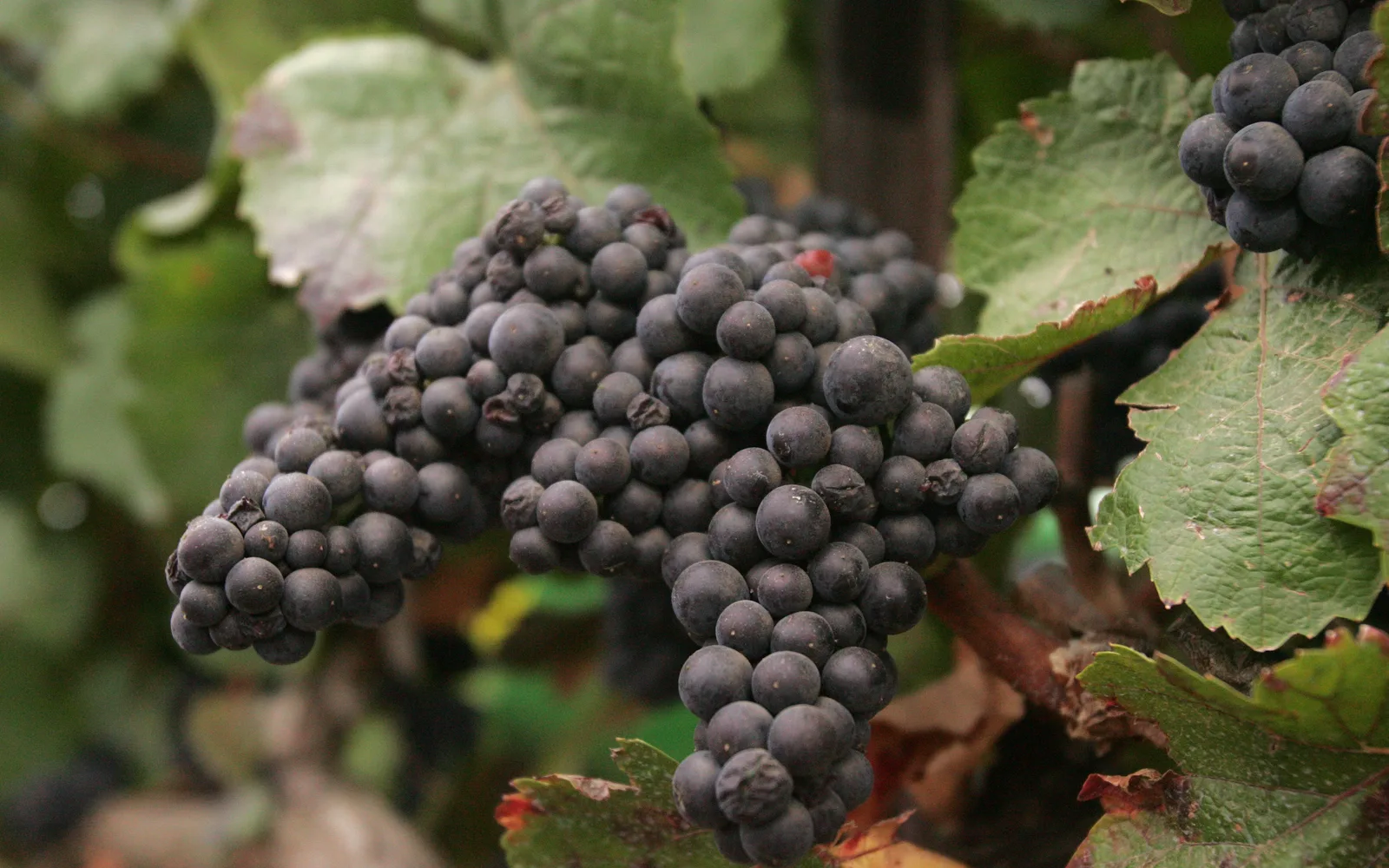Close-up of Syrah wine grapes ripening on the vine in a California vineyard, representing the wine heritage of Rancho Cucamonga